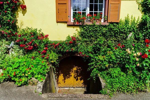 Beautiful roses near village house, summer day — Stock Photo, Image