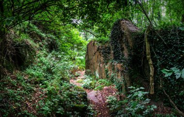 Alsace içinde taş olan derin vahşi orman