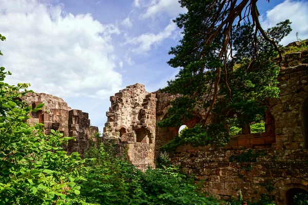 Chateau Landsberg derin ormandaki yaşlı ortaçağ kalesi kalıntıları — Stok fotoğraf