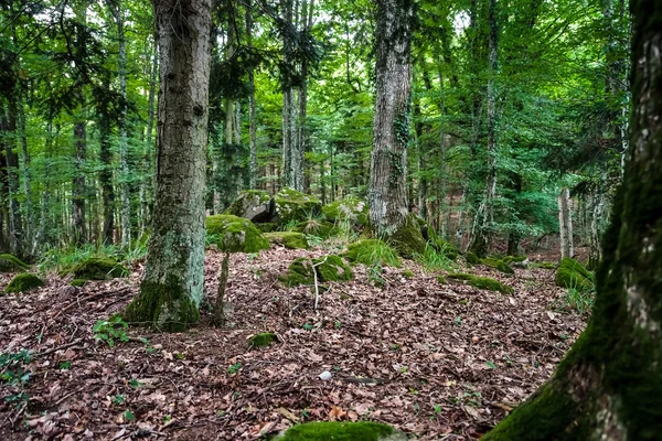 Głęboko dzikim lesie z kamieniami w Alzacji — Zdjęcie stockowe