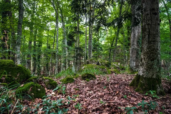 Foresta selvaggia profonda con pietre in Alsazia — Foto Stock