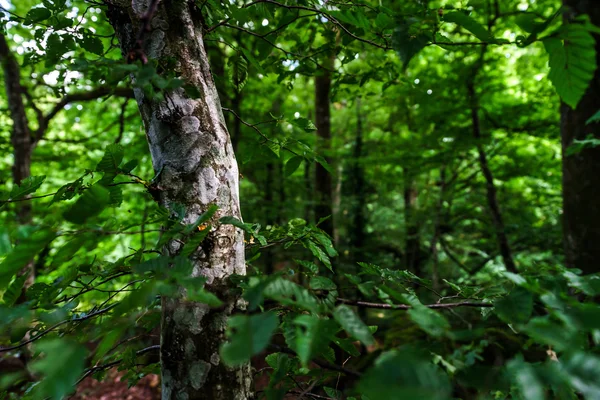 Deep wild forest with stones in Alsace — Stock Photo, Image