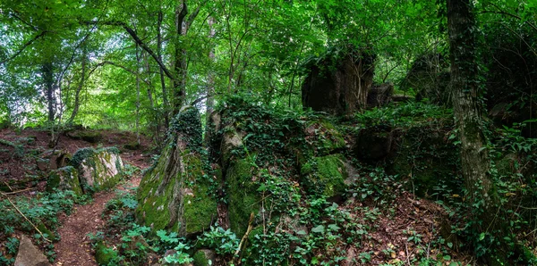 Deep wild forest with stones in Alsace — Stock Photo, Image