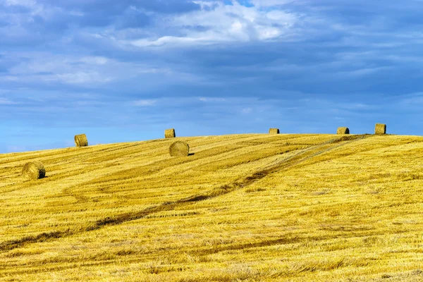 Beautiful yellow hill with haystacks at sunset — Stock Photo, Image