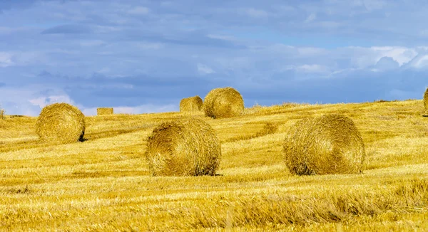 Beautiful yellow hill with haystacks at sunset — Stock Photo, Image