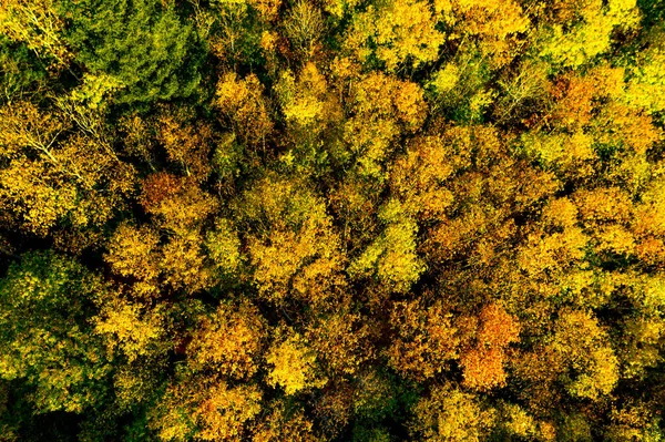 Drone Ergue Acima Vale Multicolorido Nos Vosges Amarelo Laranja Coroas — Fotografia de Stock