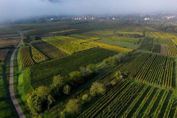 Een Drone Uitzicht Prachtige Uitgestrektheid Van Vogezen Uitlopers Herfst Wijngaarden — Stockfoto