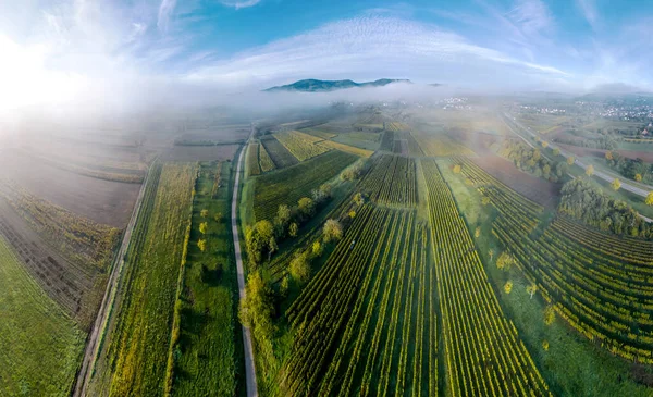 Drone Panoramatický Pohled Ohromující Rozlohu Podhůří Vosges Podzimní Vinice Ranní — Stock fotografie