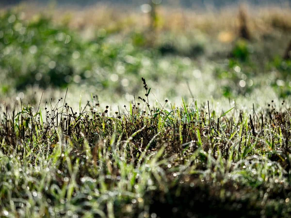 秋の草 霜の朝の霜 10月 — ストック写真