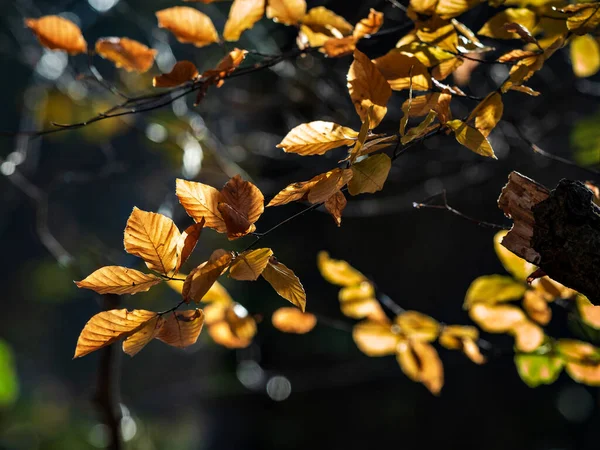 Beleza Deslumbrante Das Folhas Outono Tempo Ensolarado Floresta Novembro Maple — Fotografia de Stock