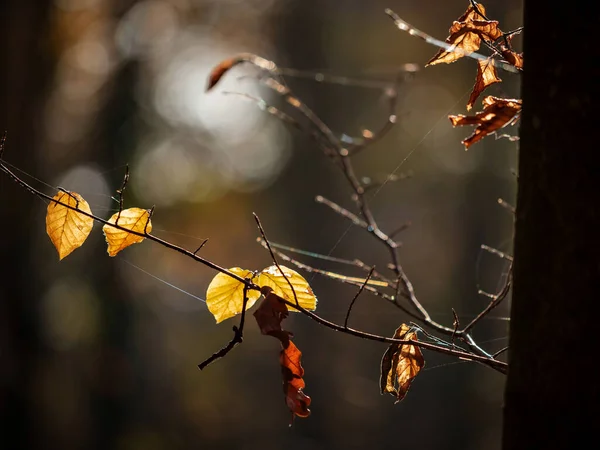 Őszi Levelek Lenyűgöző Szépsége Napsütéses Idő Erdőben November Juhar Tölgy — Stock Fotó