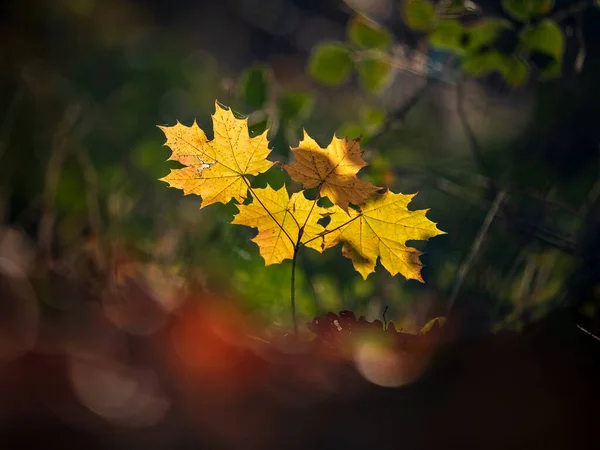 Sonbahar Yapraklarının Çarpıcı Güzelliği Ormanda Güneşli Bir Hava Kasım Akçaağaç — Stok fotoğraf