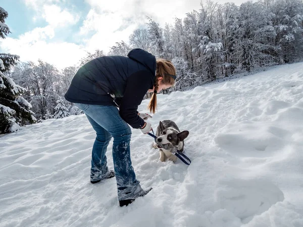 Flicka Leker Med Corgi Hund Snöig Skog Solljus Vintersagan Alsace — Stockfoto