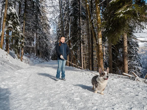 Flicka Leker Med Corgi Hund Snöig Skog Solljus Vintersagan Alsace — Stockfoto