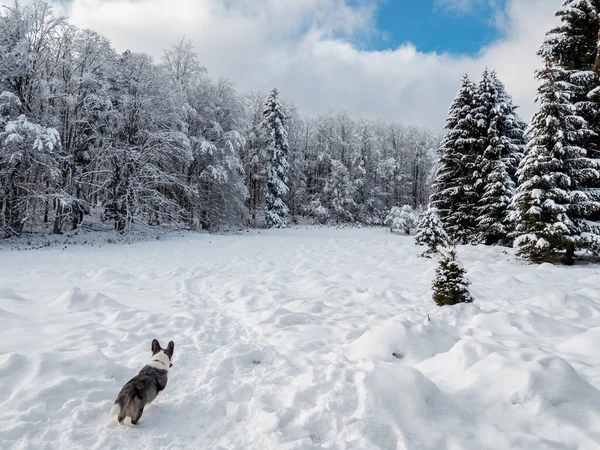 Flicka Leker Med Corgi Hund Snöig Skog Solljus Vintersagan Alsace — Stockfoto