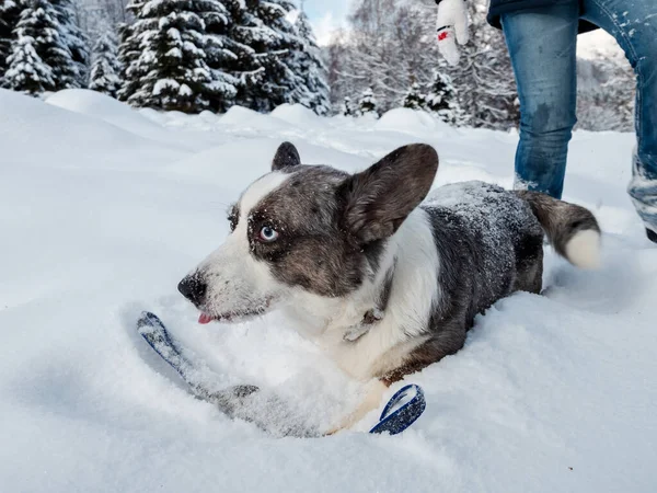 Dziewczyna Bawi Się Corgi Dogiem Śnieżnym Lesie Promienie Słońca Zimowa — Zdjęcie stockowe