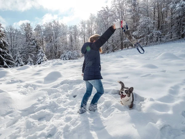 Girl Plays Corgi Dog Snowy Forest Sunlight Winter Tale Alsace — Stock Photo, Image