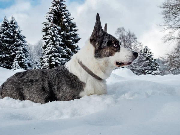 Uma Menina Brinca Com Cachorro Corgi Uma Floresta Nevada Luz — Fotografia de Stock