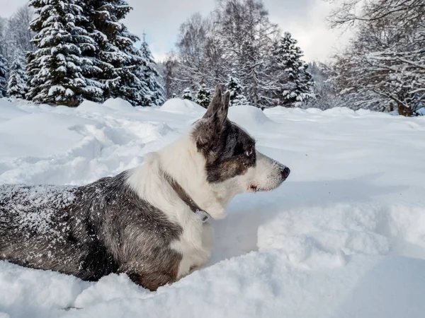 Uma Menina Brinca Com Cachorro Corgi Uma Floresta Nevada Luz — Fotografia de Stock