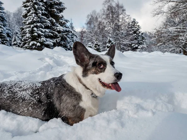 Flicka Leker Med Corgi Hund Snöig Skog Solljus Vintersagan Alsace — Stockfoto