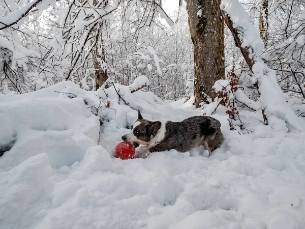 Ein Mädchen Spielt Mit Einem Corgi Hund Verschneiten Wald Sonnenlicht — Stockfoto