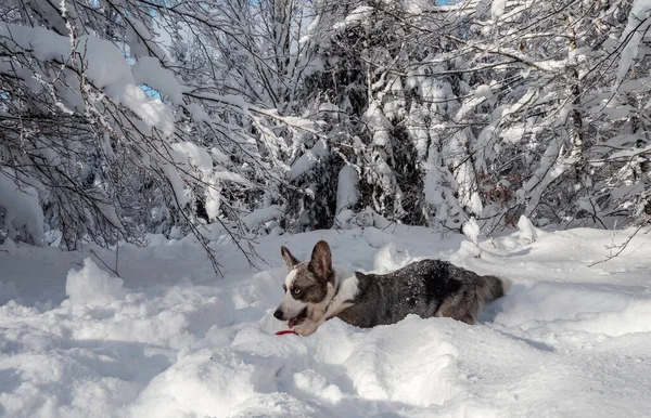 Ein Mädchen Spielt Mit Einem Corgi Hund Verschneiten Wald Sonnenlicht — Stockfoto