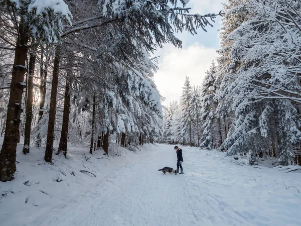 Flicka Leker Med Corgi Hund Snöig Skog Solljus Vintersagan Alsace — Stockfoto