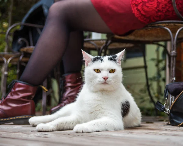 Jong Meisje Poserend Met Een Kat Zittend Zon Tuin Frankrijk — Stockfoto