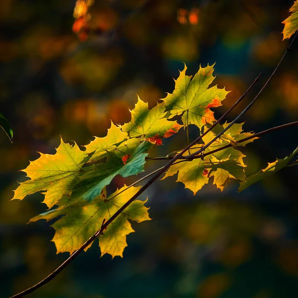 stunning colors of autumn in the city of Strasbourg. Colored leaves, warm sunlight. Blooming parks.