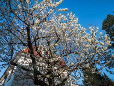 Strasbourg 'un yerleşim bölgesinde eski evler. Bahar, çiçek açan ağaçlar. Fransa.
