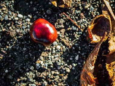 Olgun kestaneler yere düşüp ikiye bölünmüş. Parlak güneş ve zengin renkler.
