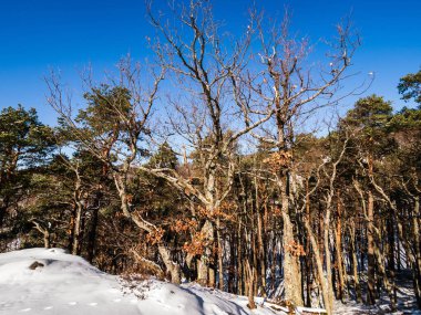 Göz kamaştırıcı bir kış ormanı. Vosges dağlarındaki en vahşi beyaz kar. Fransa.
