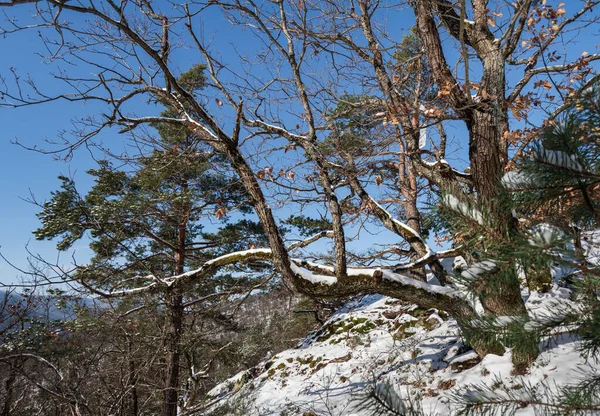 Impresionante Hermoso Bosque Invierno Nieve Blanca Más Salvaje Las Montañas —  Fotos de Stock