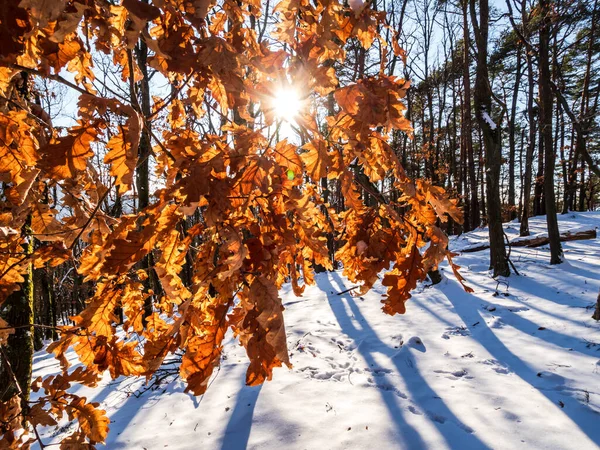 Prachtig Mooi Winterbos Wildste Witte Sneeuw Vogezen Frankrijk — Stockfoto