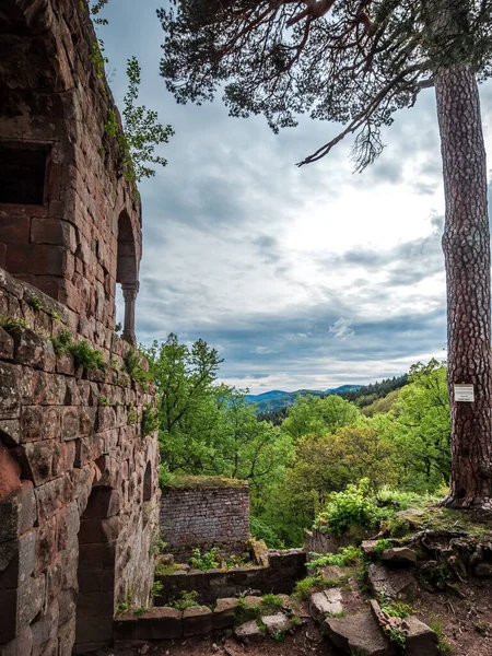 Средневековый Замок Ландсберг Вогезе Эльзас Древние Руины Горах Франция — стоковое фото