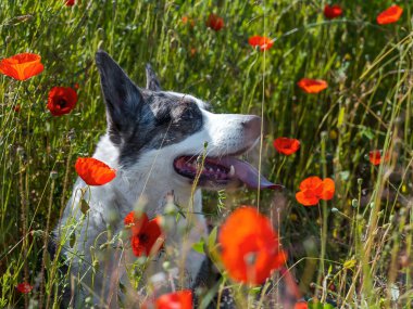 Yakışıklı Gri Galli Corgi Cardigan Köpeği taze haşhaş tarlasında. Yaz zamanı.