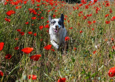 Yakışıklı Gri Galli Corgi Cardigan Köpeği taze haşhaş tarlasında. Yaz zamanı.