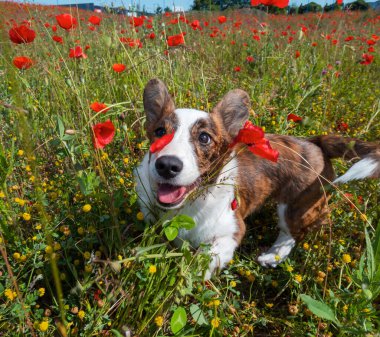 Genç Galli Corgi Cardigan Köpeği taze haşhaş tarlasında. Yaz zamanı.