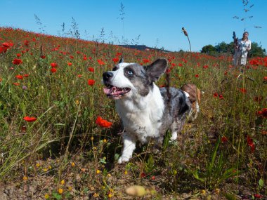 Yakışıklı Gri Galli Corgi Cardigan Köpeği taze haşhaş tarlasında. Yaz zamanı.