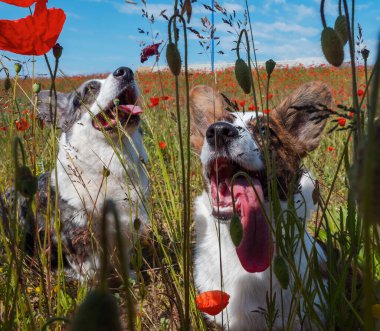 Yakışıklı Gri Galli Corgi Cardigan Köpeği taze haşhaş tarlasında. Yaz zamanı.
