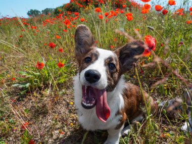 Genç Galli Corgi Cardigan Köpeği taze haşhaş tarlasında. Yaz zamanı.