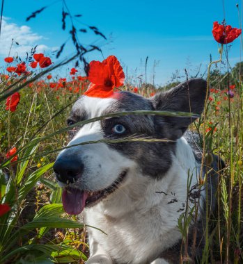 Yakışıklı Gri Galli Corgi Cardigan Köpeği taze haşhaş tarlasında. Yaz zamanı.