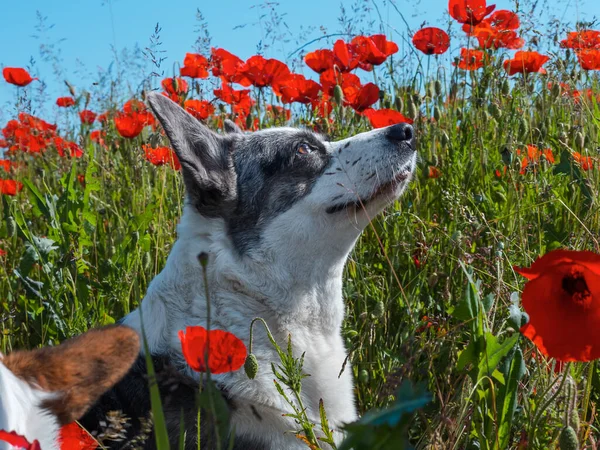 Schöner Grauer Welsh Corgi Cardigan Dog Frischen Mohnfeld Sommerzeit — Stockfoto