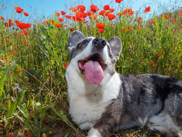 Schöner Grauer Welsh Corgi Cardigan Dog Frischen Mohnfeld Sommerzeit — Stockfoto