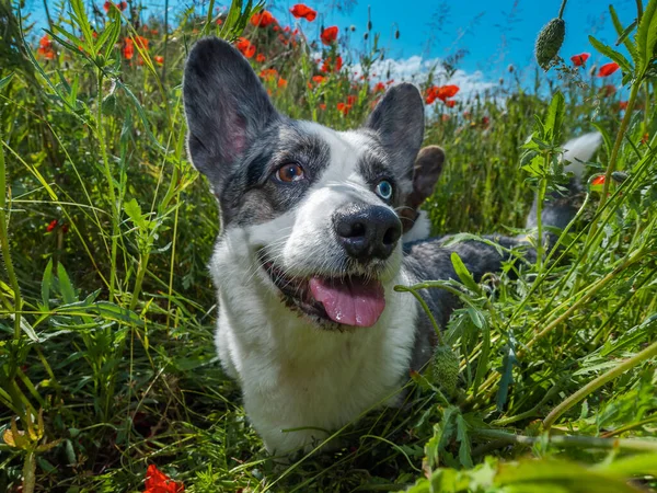 英俊的灰色威尔士科吉卡迪根犬在新鲜的罂粟地里 夏天的时间 — 图库照片