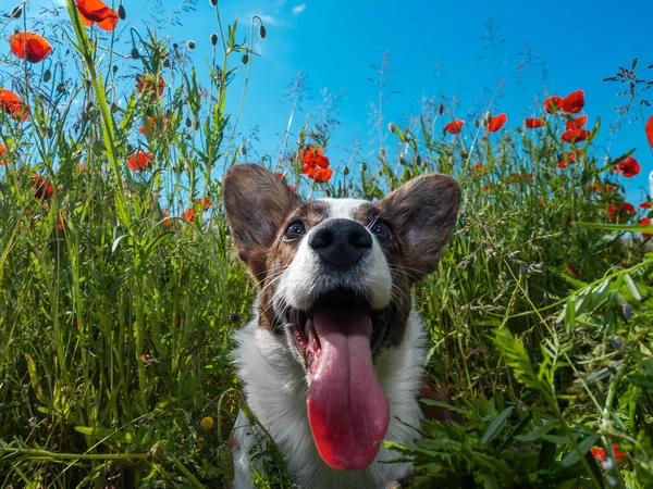 Junger Welsh Corgi Cardigan Dog Frischen Mohnfeld Sommerzeit — Stockfoto