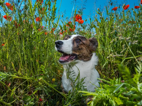 Young Welsh Corgi Cardigan Dog Câmpul Maci Proaspete Vara — Fotografie, imagine de stoc