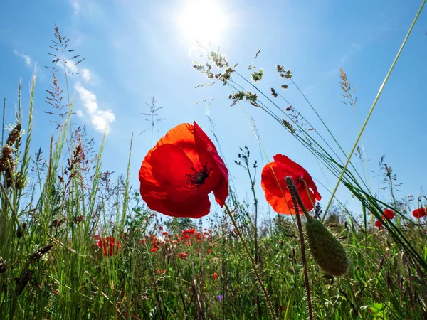 Kvetoucí Červené Máky Pozadí Modré Oblohy Čmeláci Slunce Jaro Příroda — Stock fotografie