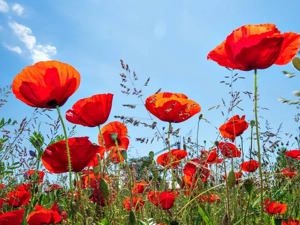 Kvetoucí Červené Máky Pozadí Modré Oblohy Čmeláci Slunce Jaro Příroda — Stock fotografie