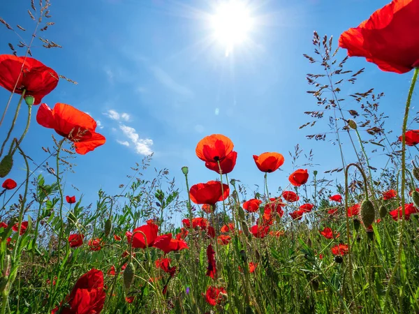 Kvetoucí Červené Máky Pozadí Modré Oblohy Čmeláci Slunce Jaro Příroda — Stock fotografie